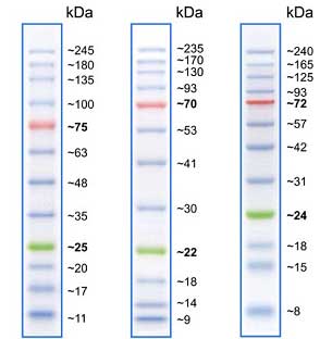 Prestained Protein Ladder 245 kDa